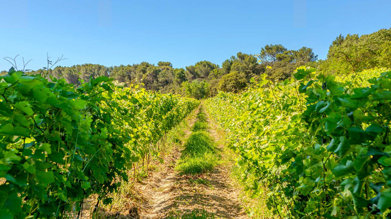 Vins de Château Talaud