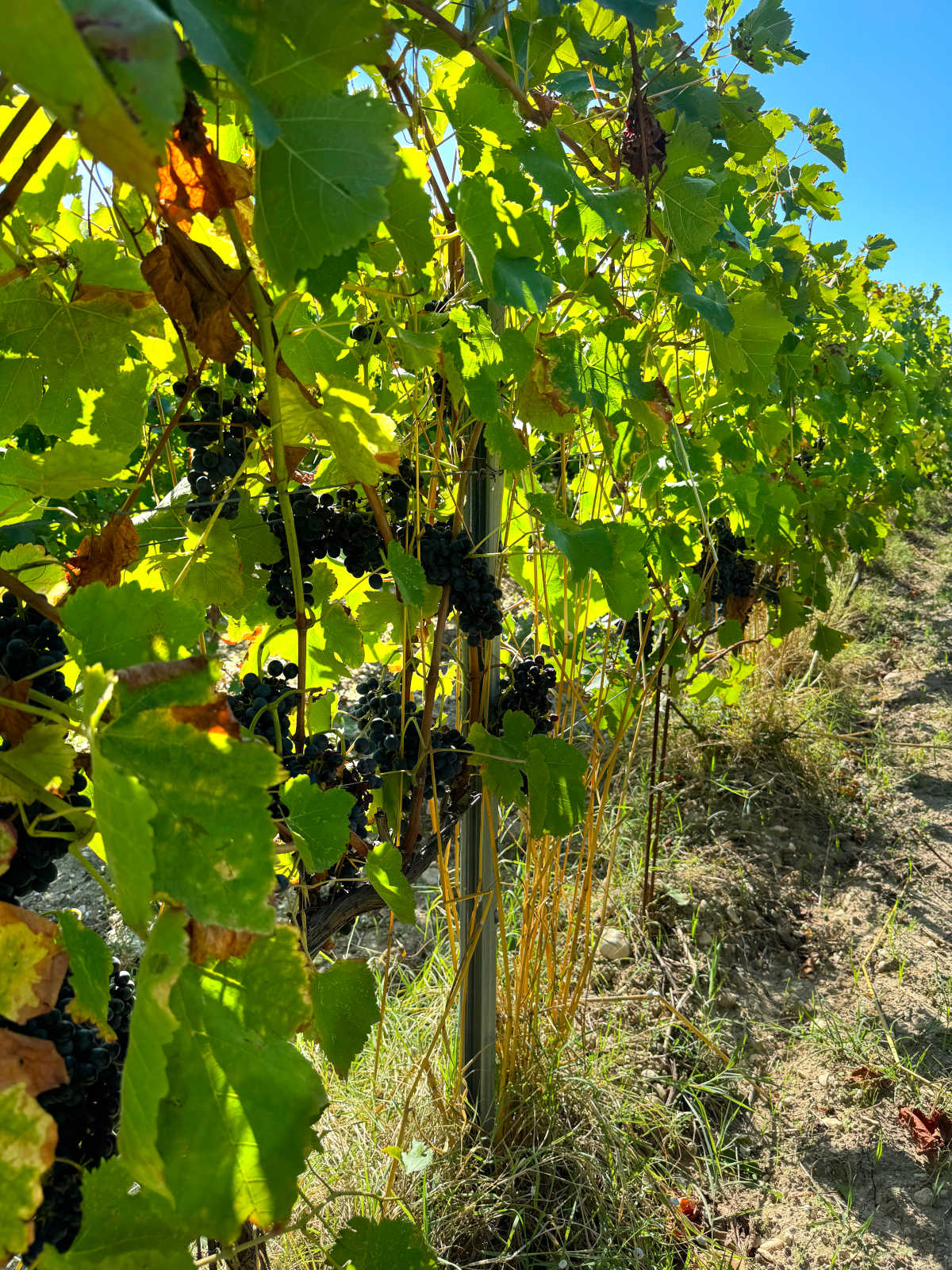 Vins de Château Talaud